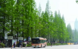 南京水杉林写真,南京水杉林的生态画卷
