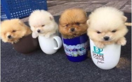 一只茶杯犬多少元,了解不同品种与品质的定价差异