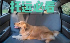 宠物怎么托运,轻松出行，安心相伴