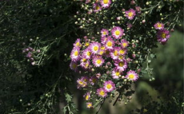 花花拍照室外写真,捕捉自然之美