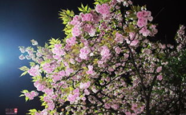 夜晚拍樱花写真,光影交织的梦幻世界